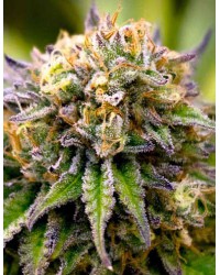 Amnesia XL...