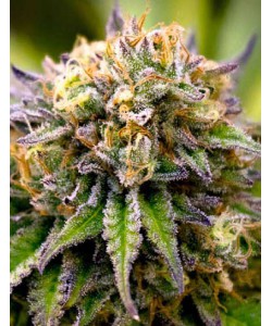 Amnesia XL...