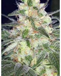 Afghan Original...