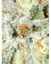 Afghan Original...