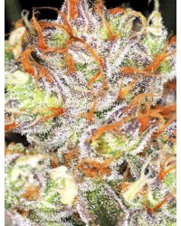 AK-47 XL...