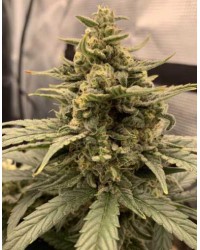 AK-47 XL...