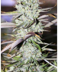 Auto Opium...