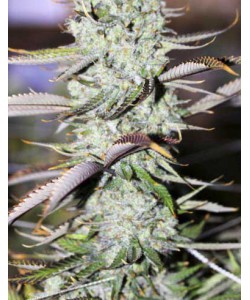 Auto Opium...