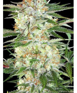 Divine Sativa...