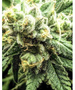 Divine Sativa...