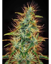 Jamaica Sativa...
