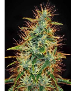 Jamaica Sativa...
