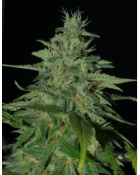 AFGHAN Feminized...