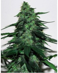 AFGHAN Feminized...