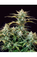 AFGHANI ORIGINAL Aut...