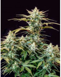 AFGHANI ORIGINAL Aut...