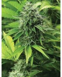 AFGHANI ORIGINAL Aut...