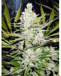 New Amnesia feminize...
