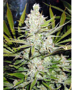 New Amnesia feminize...