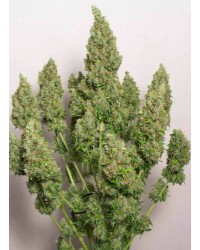 Auto Mazar feminized...
