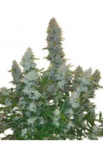 Gorilla XXL Auto Fem...