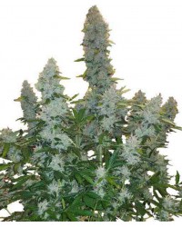 Gorilla XXL Auto Fem...