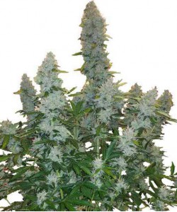 Gorilla XXL Auto Fem...
