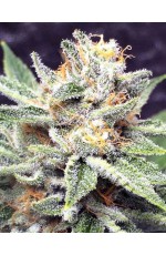 CBD Blue Cream...