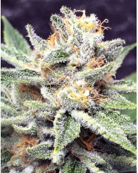 CBD Blue Cream...