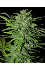 CBD Fast Bud Auto Fe...