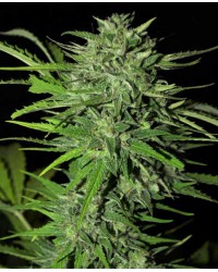 CBD Fast Bud Auto Fe...