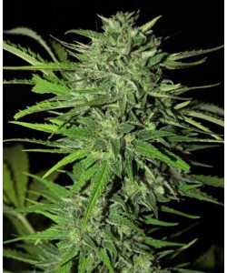 CBD Fast Bud Auto Fe...