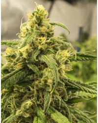 CBD Fast Bud Auto Fe...