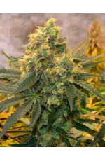 Critical Kush...