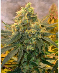 Critical Kush...