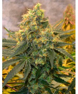 Critical Kush...
