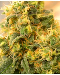 Critical Kush...