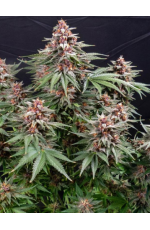 Glue Kush Auto Femin...