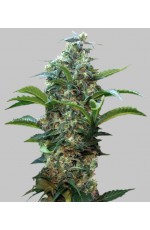Hunter Feminized...