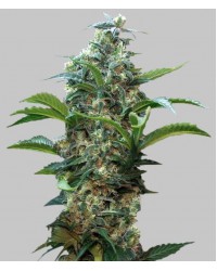 Hunter Feminized...