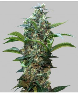 Hunter Feminized...