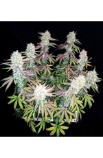 Hydra Feminized...