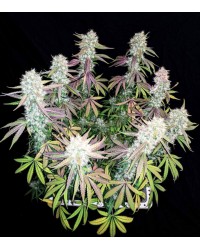 Hydra Feminized...