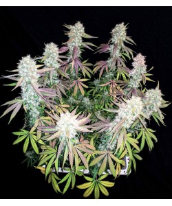 Hydra Feminized...