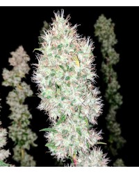 Hydra Feminized...