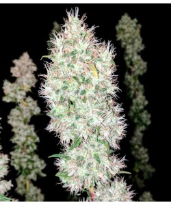 Hydra Feminized...