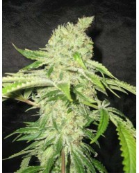 Northern Lights Auto...