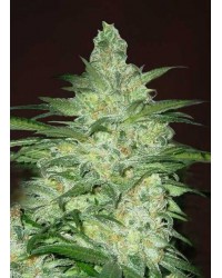 Northern Lights Auto...