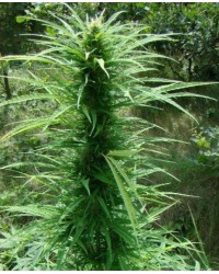 Sky high Feminized...