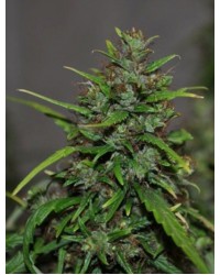 Sky high Feminized...