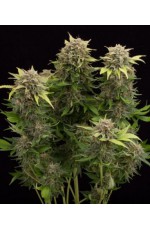 Tutankhamon Auto Fem...