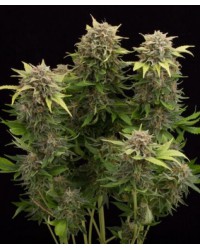 Tutankhamon Auto Fem...