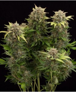 Tutankhamon Auto Fem...