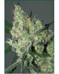 White Russian Auto F...